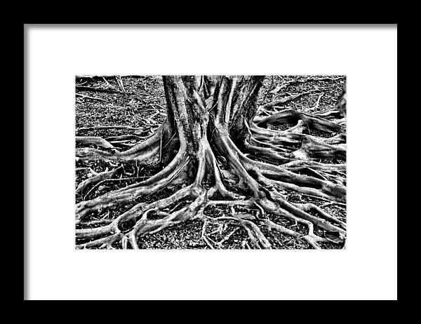 Root Framed Print featuring the photograph The Root by Ekojanu Sp