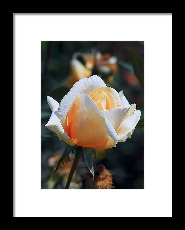 Rose Framed Print featuring the photograph The Rose by Fotosas Photography