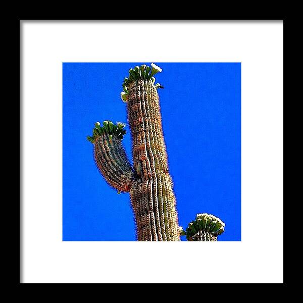 Beautiful Framed Print featuring the photograph The Saguaro Cacti Are A Bloomin' by John Schultz