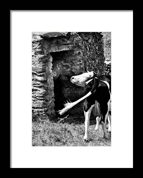 Cows Framed Print featuring the photograph The shy and the impolite by Laura Melis