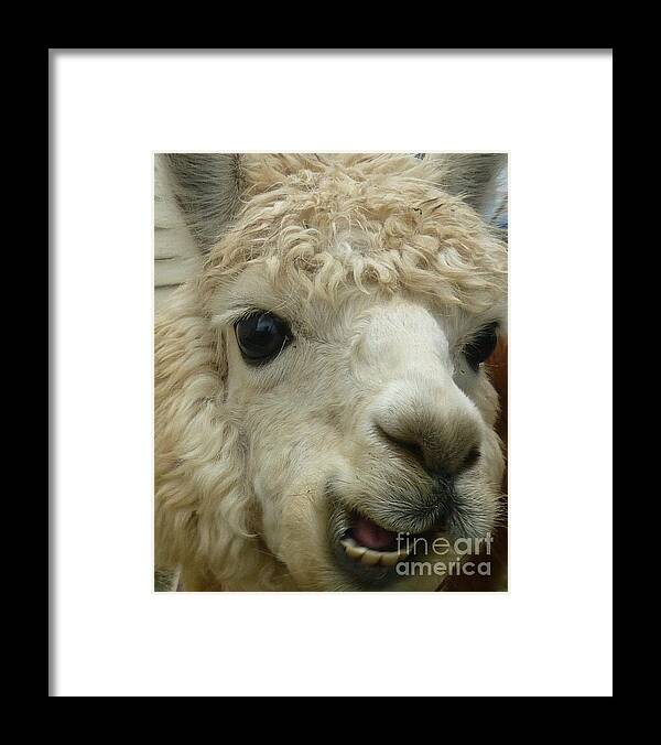 Alpaca Framed Print featuring the photograph The Smiling Alpaca by Therese Alcorn