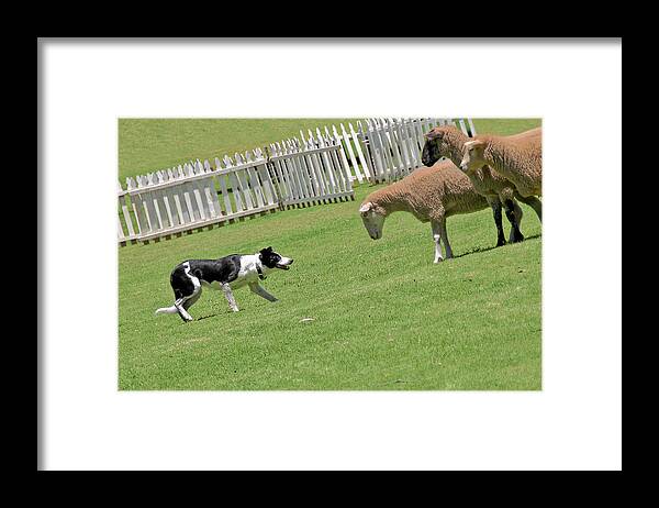 Border Framed Print featuring the photograph The stare - Border Collie at work by Alexandra Till