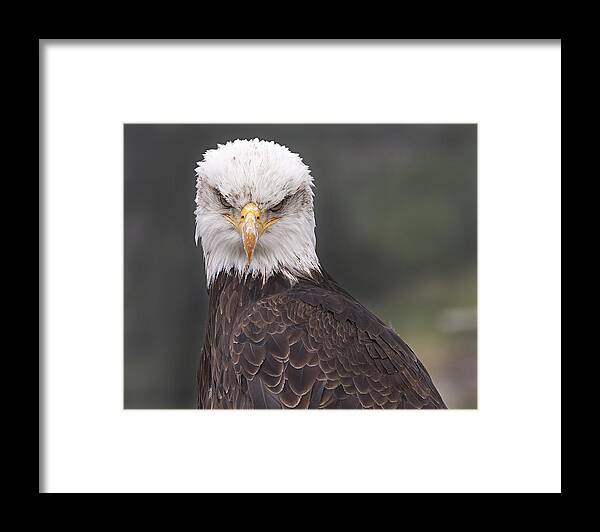 Stare Framed Print featuring the photograph The stare by Eunice Gibb