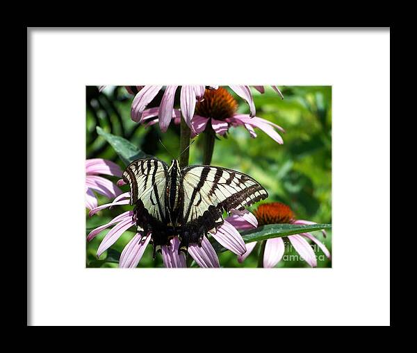Butterflies Framed Print featuring the photograph The Survivor by Dorrene BrownButterfield