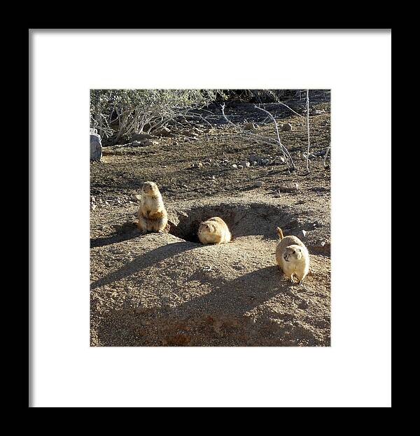 Prarie Framed Print featuring the photograph The Three Stooges by Kim Galluzzo Wozniak