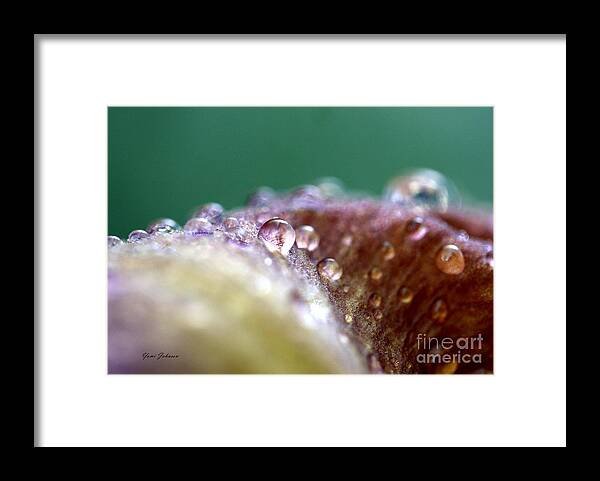 Raindrops Framed Print featuring the photograph The tiny bobbles by Yumi Johnson
