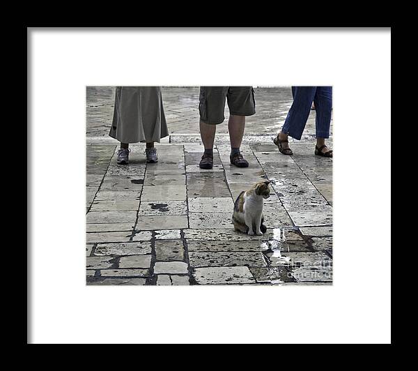 Cat Framed Print featuring the photograph The Tourists by Madeline Ellis