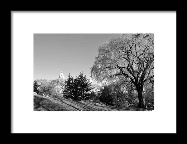 Tree Framed Print featuring the photograph The Tree by Andrew Dinh