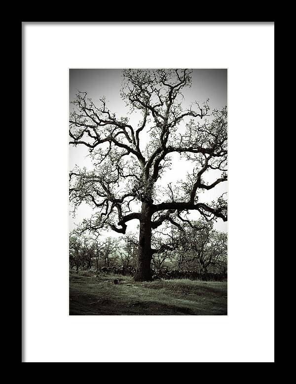 Black White Tree Old Rocks Barbed Wire Weeds Orchard Framed Print featuring the photograph The Tree by Holly Blunkall