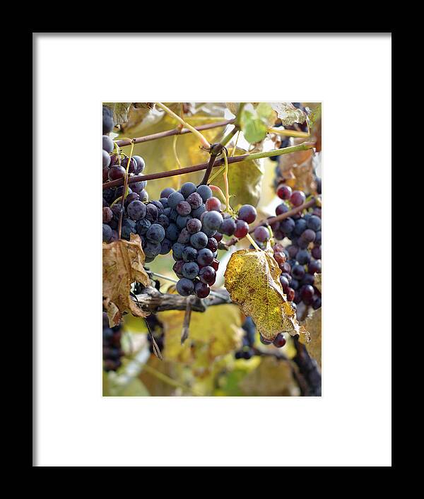 Grapes Framed Print featuring the photograph The Vineyard by Linda Mishler
