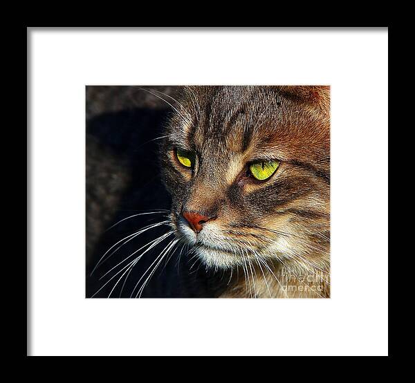 Cats Framed Print featuring the photograph The Watcher by Davandra Cribbie
