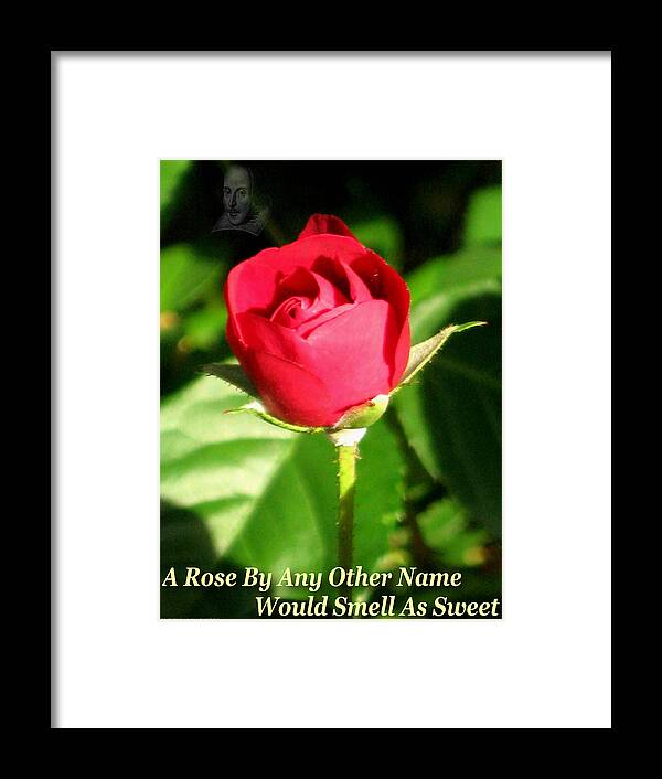 Rose Framed Print featuring the photograph The Wild Rose of Shakespeare's Time by Terry Lynch
