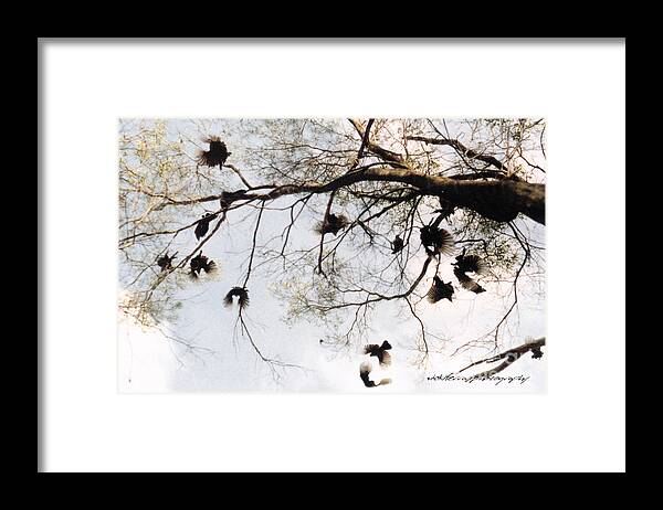 Collinsville Framed Print featuring the photograph The Winged Tree by Vicki Ferrari