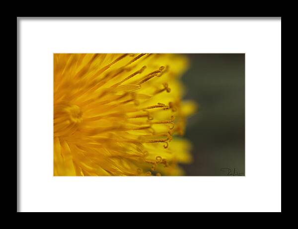 Yellow Framed Print featuring the photograph The yellow invasion by Raffaella Lunelli