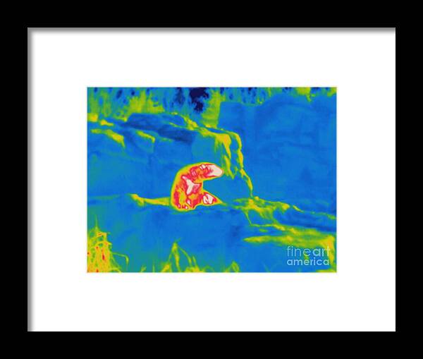 Thermogram Framed Print featuring the photograph Thermogram Of A Polar Bear by Ted Kinsman