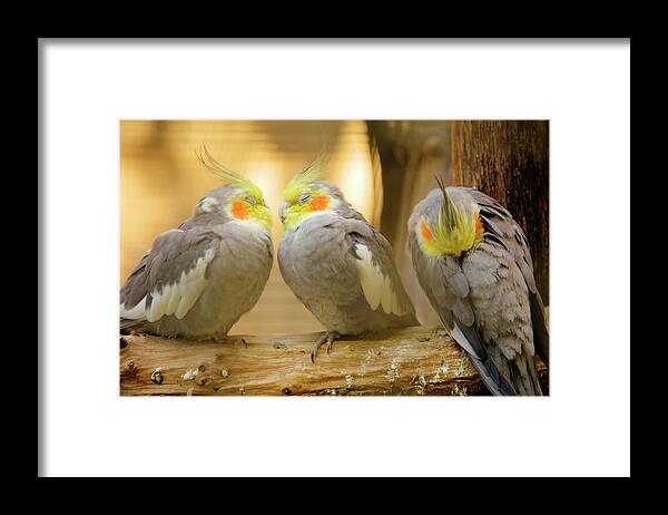 Cockatiels Framed Print featuring the photograph They love each other but nobody loves me by Ian Middleton