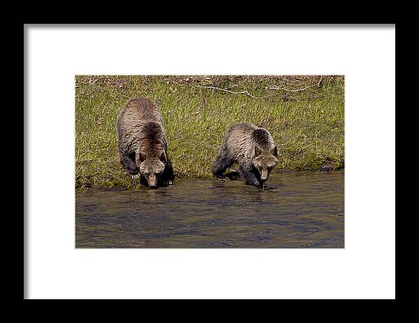 Bears Framed Print featuring the photograph Thirsty Grizzlies by J L Woody Wooden