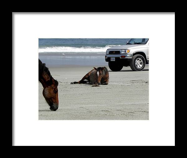 Wild Framed Print featuring the photograph This Is Comfy by Kim Galluzzo