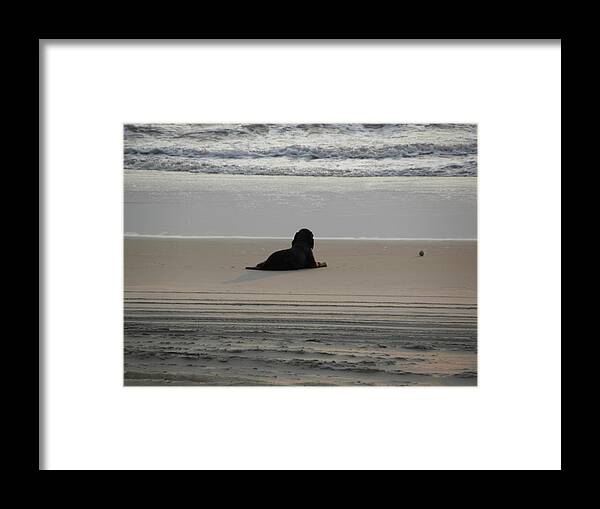 Dog Framed Print featuring the photograph This Is The Life by Kim Galluzzo