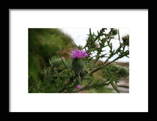Thistle Framed Print featuring the photograph Thistle Bloom by Lorraine Devon Wilke