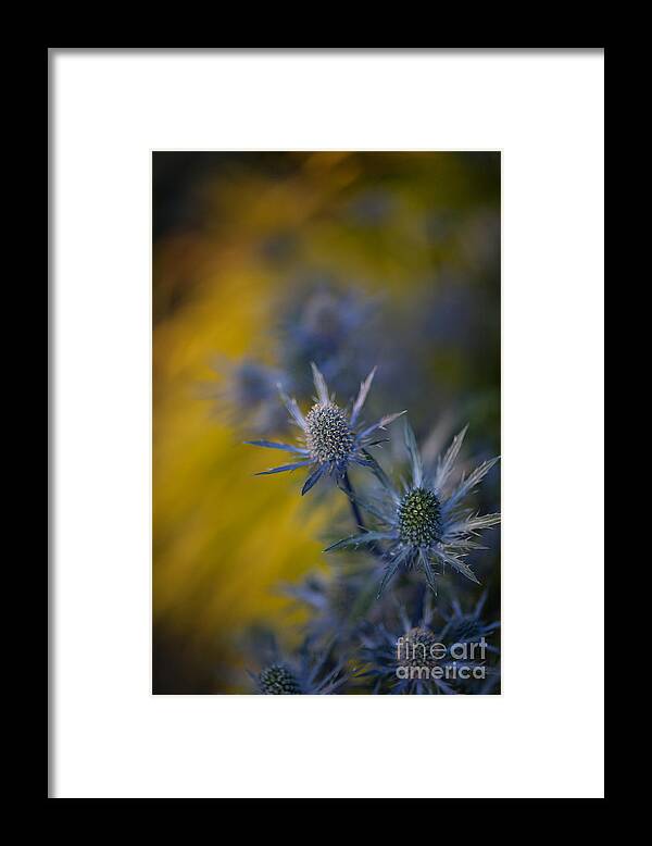 Thistles Framed Print featuring the photograph Thistles Motion by Mike Reid