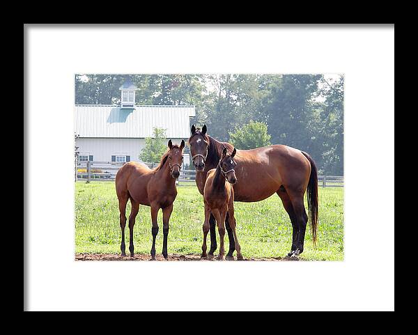 Framed Print featuring the photograph 'Three Horses of Course' by PJQandFriends Photography