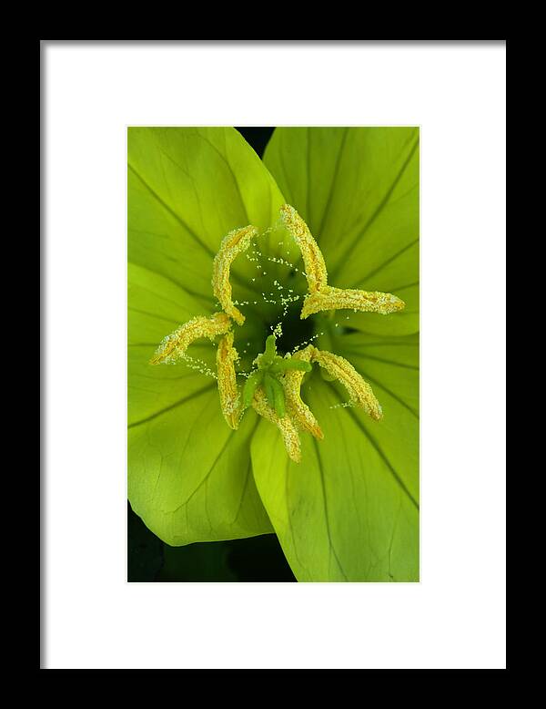 Oenothera Triloba Framed Print featuring the photograph Three Lobed Evening Primrose by Daniel Reed