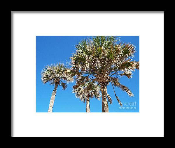 Three Palms Framed Print featuring the photograph Three Palms by Jeanne Forsythe