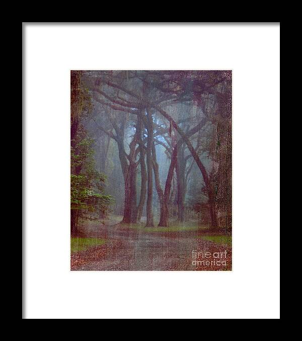 Forest Framed Print featuring the photograph Three Sisters by Bob Senesac