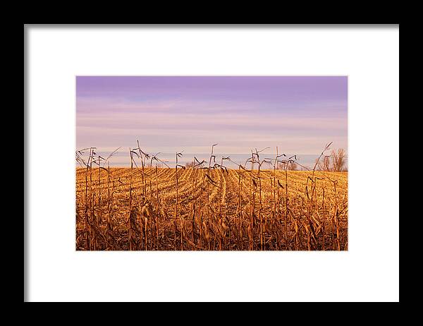 Cornfield Framed Print featuring the photograph Through the Cornfield by Rachel Cohen