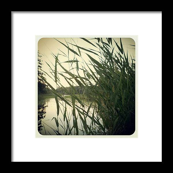 Landscape Framed Print featuring the photograph Through The Grass by Amber Abreu