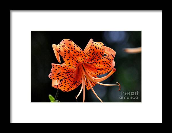 Flower Framed Print featuring the photograph Tiger Lily by John Black
