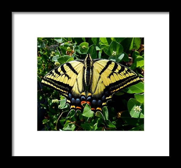 Butterfly Framed Print featuring the photograph Tiger Swallowtail by ShaddowCat Arts - Sherry