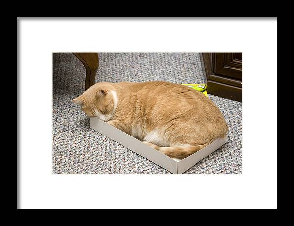 Animal Framed Print featuring the photograph Tight Fit Kitty by Larry Landolfi