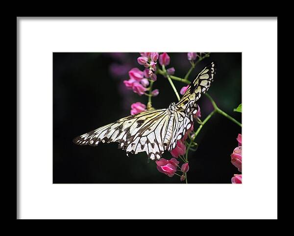 Pink Flower Framed Print featuring the photograph Tilted Pink by Amee Cave