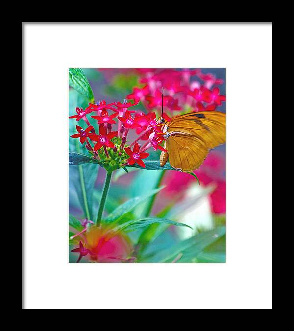 Butterfly Framed Print featuring the photograph Time Enough by Mitch Cat