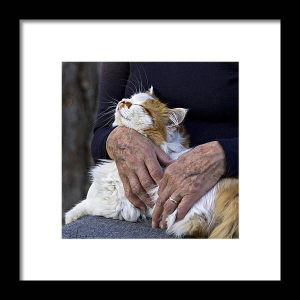 Cat Framed Print featuring the photograph Timeless love by Raffaella Lunelli