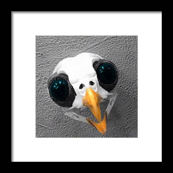 Beautiful Framed Print featuring the photograph Tiny #bird Skull With Big Eyes by Pete Michaud