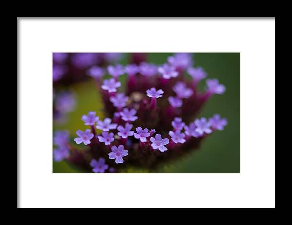 Nature Framed Print featuring the photograph tiny blossoms II by Andreas Levi