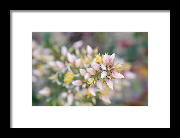 Buds Framed Print featuring the photograph Tiny Flower Buds by Margaret Pitcher