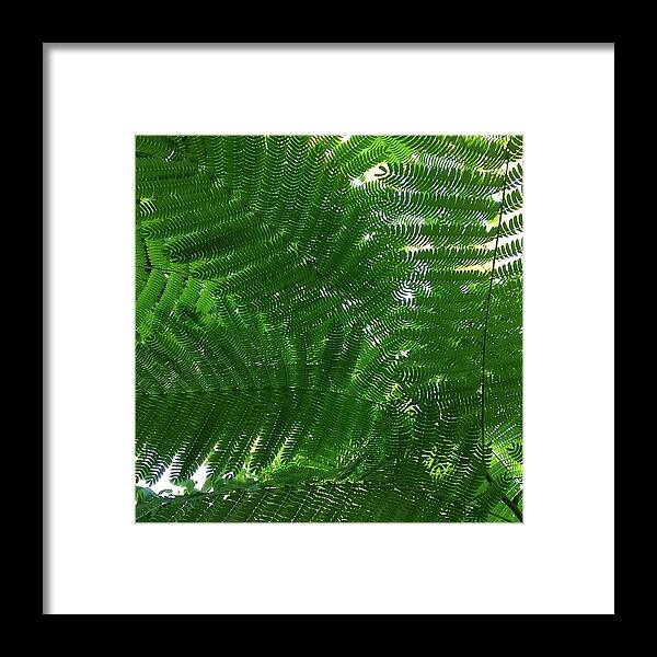 Nature Framed Print featuring the photograph Tiny Leaves by Travel Designed