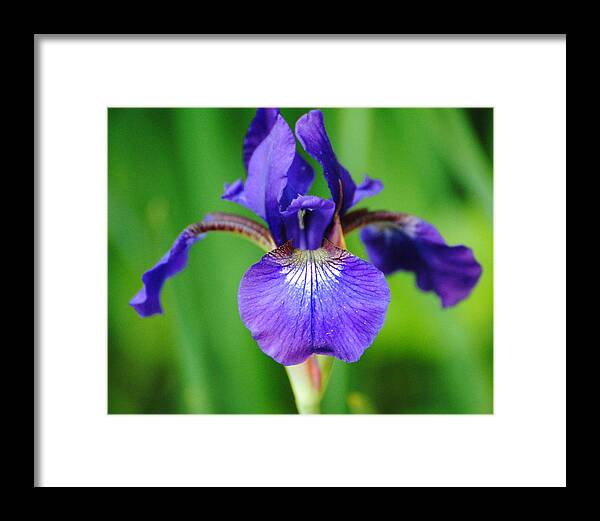 Beautiful Framed Print featuring the photograph Tiny Purple Iris by Jai Johnson