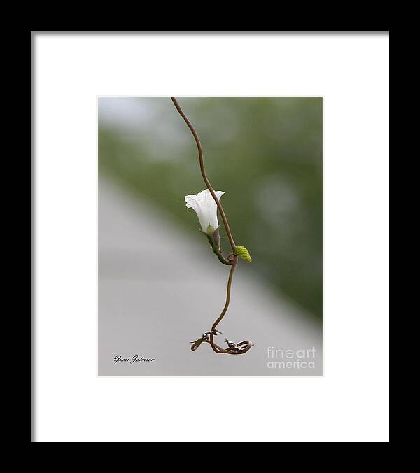 White Framed Print featuring the photograph Tiny White by Yumi Johnson
