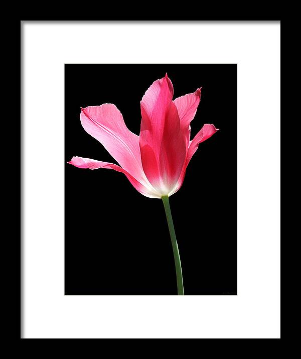 Tulip Framed Print featuring the photograph To the Light Pink Tulip flower by Jennie Marie Schell