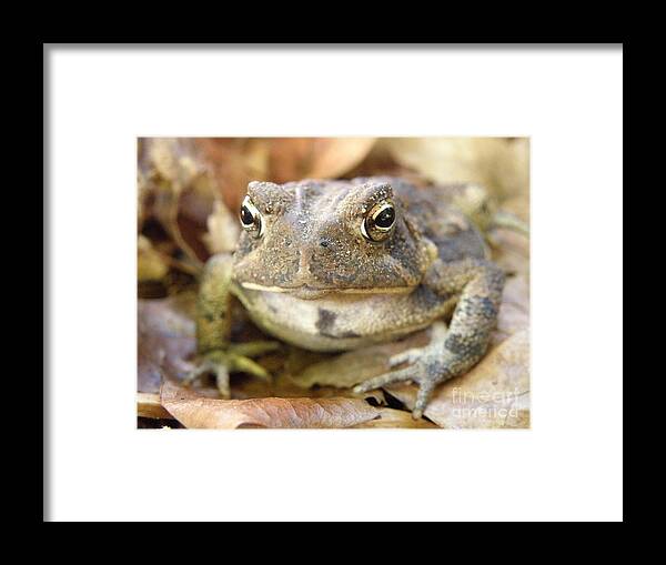 Toad Framed Print featuring the photograph Toad by Lainie Wrightson