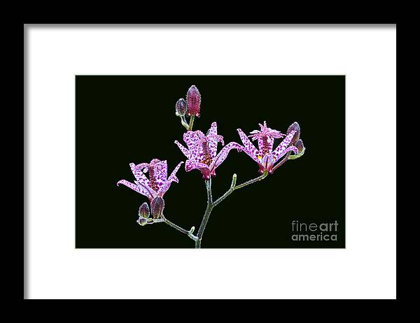 Toad Lily Framed Print featuring the photograph Toad Lilies by Byron Varvarigos