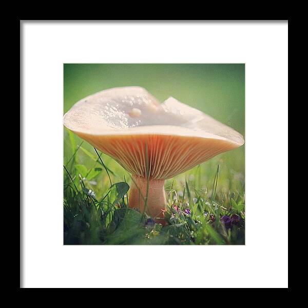 Macro Framed Print featuring the photograph Toadstool Happiness #toadstool #macro by Unique Louise