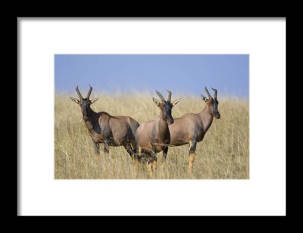 00441668 Framed Print featuring the photograph Topi Trio Masai Mara National Reserve by Suzi Eszterhas