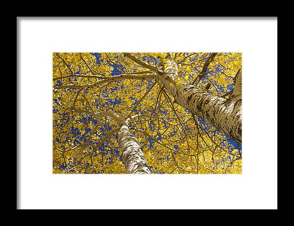 Aspens Framed Print featuring the photograph Towering Autumn Aspens with Deep Blue Sky by James BO Insogna
