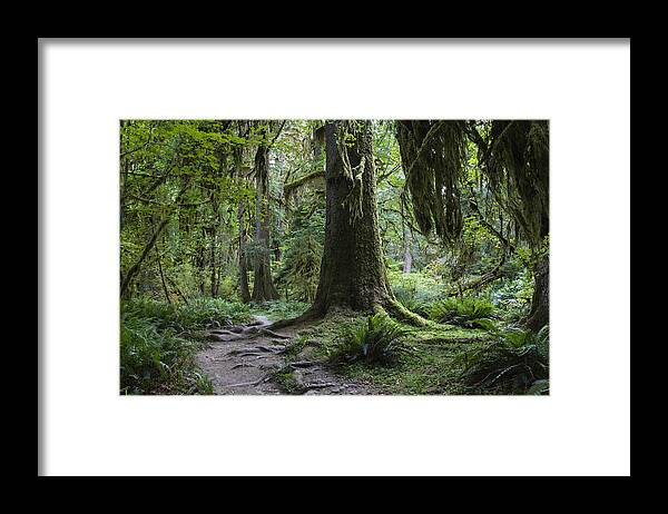 Mp Framed Print featuring the photograph Trail In Forest, Hoh Rainforest by Konrad Wothe